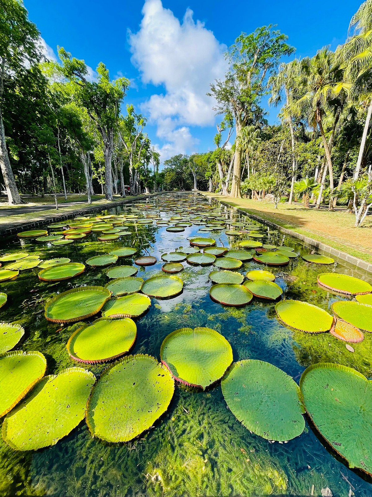 jardin pamplemousse